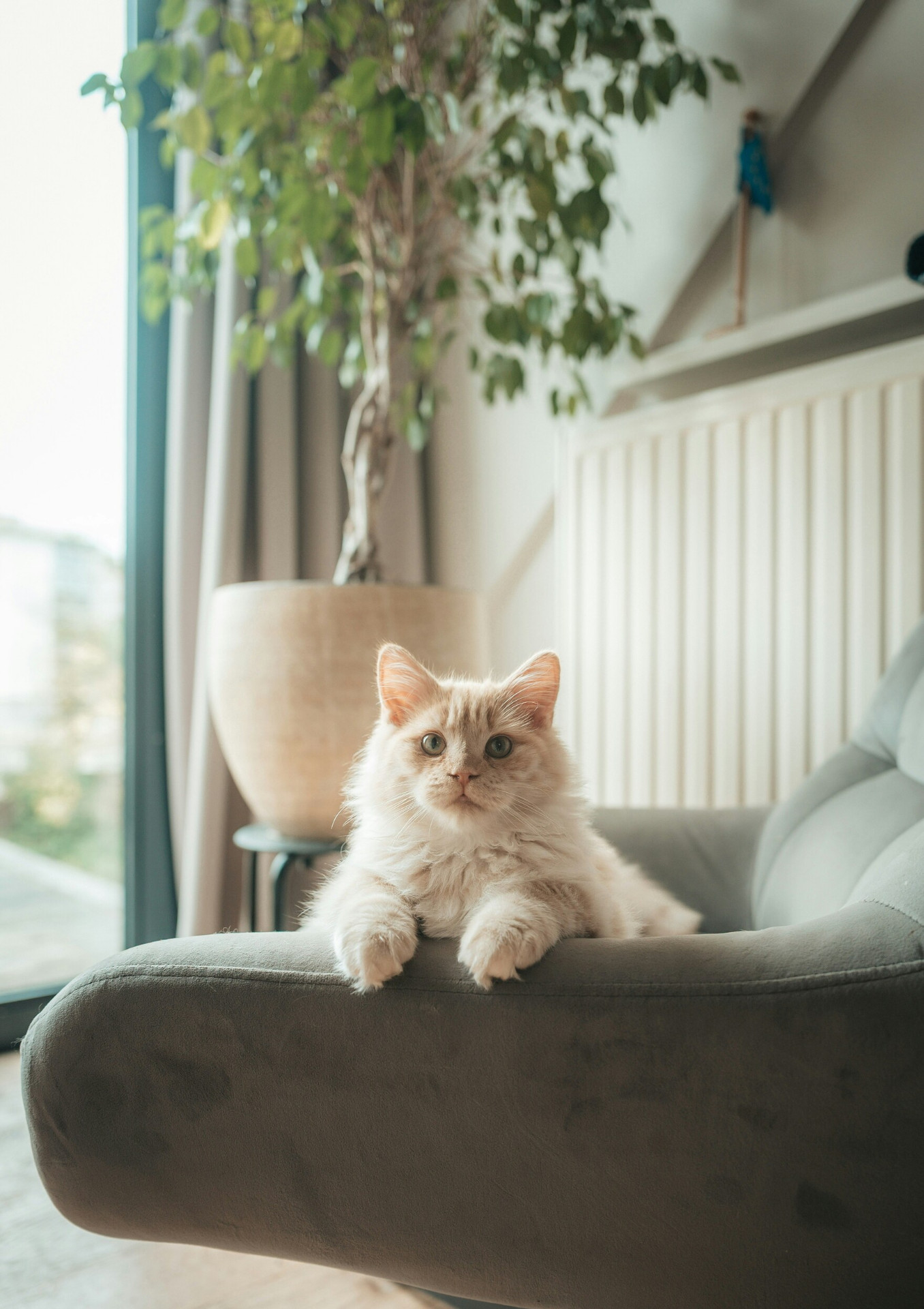 Calm fluffy cat resting indoors by a sunlit window